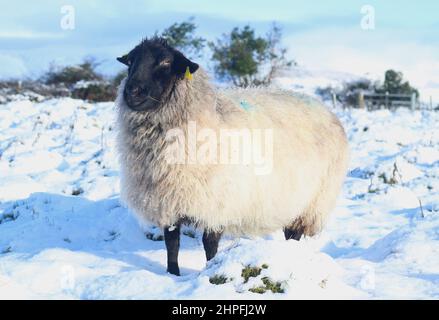 Suffolk breed sheep on snow-covered field in rural Ireland in wintertime Stock Photo