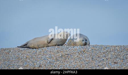A pair of Common or Harbour seals hauled out on the shingle bank at Blakeney Point at the entrance to Blakeney Harbour, Norfolk, England, UK Stock Photo