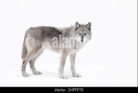 A lone Black wolf walking in the winter snow in Canada Stock Photo