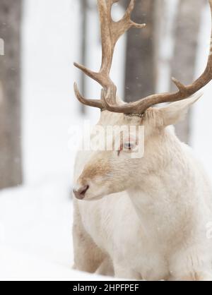 Fallow buck deer (Dama dama) with large antlers poses in a winter field in Canada Stock Photo