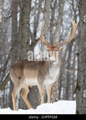 Fallow buck deer (Dama dama) with large antlers poses in a winter field in Canada Stock Photo