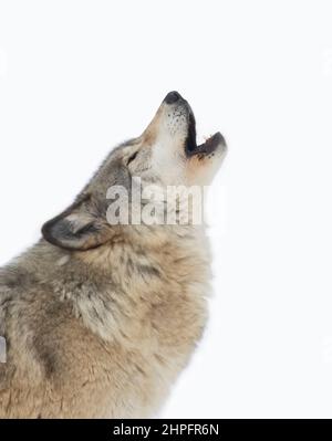A lone Timber wolf or Grey Wolf Canis lupus howling in the snow in Canada Stock Photo