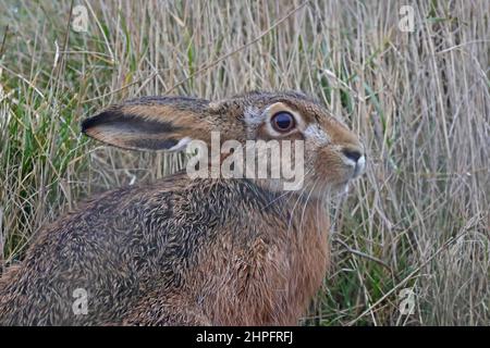 European Brown Hare at RSPB Snettisham Norfolk Stock Photo