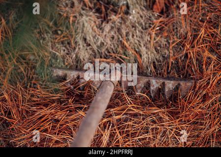 Process of gathering together fallen pine needles on ground with old rake. Using leaves as eco-friendly organic fertilizer or mulch. Cleaning Stock Photo