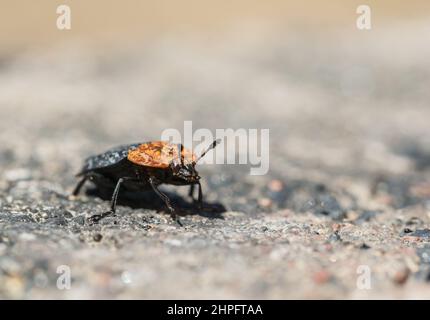 Red-breasted carrion beetle (Oiceoptoma thoracicum) Stock Photo