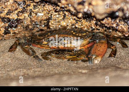 A Big Crab on top of a Small Crab Stock Photo
