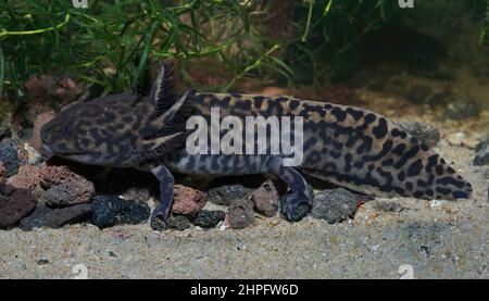 Closeup on adult critically endangered neotenic Anderson's salamander ,Ambystoma andersoni Stock Photo