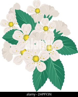 White cherry flowers on branch with leaves. Spring decoration, flowering fruit tree plant. Vector flat illustration Stock Vector