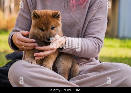 small little shiba inu puppies Stock Photo