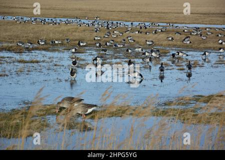 Group of geese wading in swamp Stock Photo