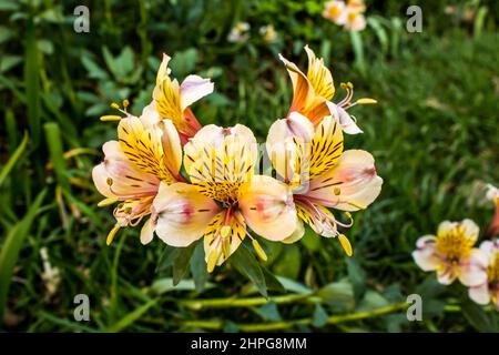 A grouping of Peach colored Inca lilies, Alstroemeria pelegrina Stock Photo