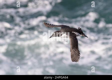 Guillemot, Uria aalge, adult bird in flight above the crashing waves. Greater Saltee, ROI. Stock Photo