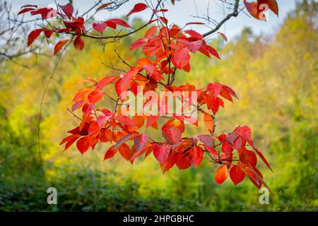 Autumn leaves of a persimmon tree Stock Photo