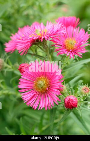 Aster novae-angliae 'Andenken An Alma Potschke, New England aster.UK Stock Photo