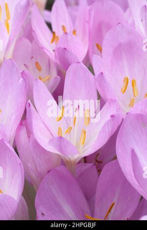 Colchicum 'Lilac Wonder' autumn crocus. Autumn flowering bulb. UK Stock Photo