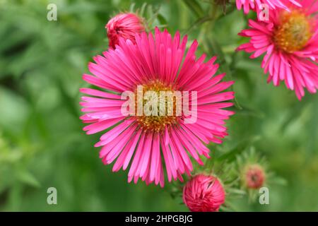 Aster novae-angliae 'Andenken An Alma Potschke, New England aster.UK Stock Photo