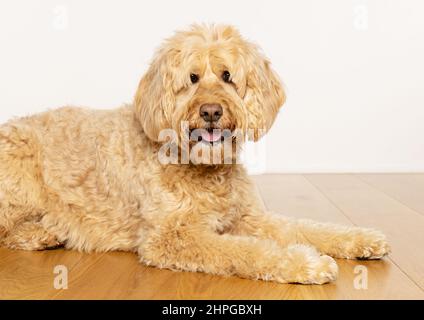 Goldendoodle dog lying on a wooden floor looking to camera. UK Stock Photo