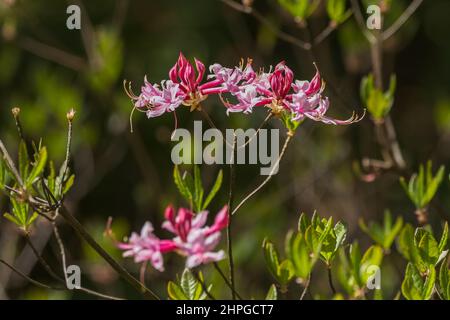 A bright pink and magenta color wild azalea in bloom with emerging foliage on a bush growing wild in the forest in the north Georgia mountains in earl Stock Photo