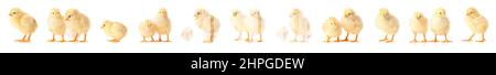 Many cute chicks on white background Stock Photo