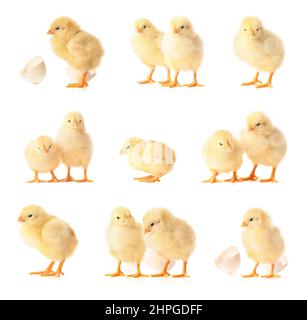 Many cute chicks isolated on white Stock Photo