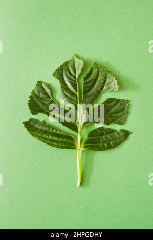 green leaf on green background Stock Photo