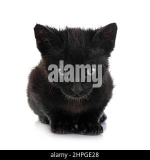 young kitten in front of white background Stock Photo