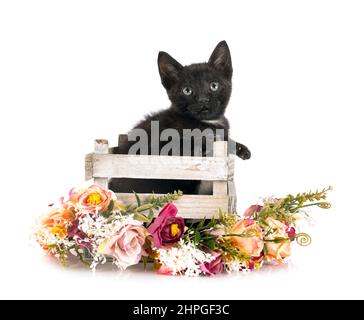 young kitten in front of white background Stock Photo