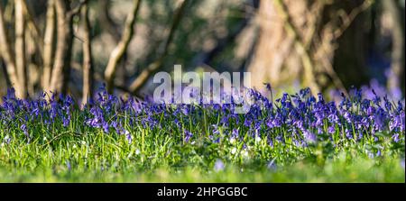 A panoramic close up shot of Native Bluebells in a ancient woodland with Hazel coppice in the background. Suffolk, UK Stock Photo