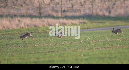 Three in a row. Three Brown Hares following each other across a field on a mixed farm . Each shows a different phase in their movement. Suffolk, UK Stock Photo