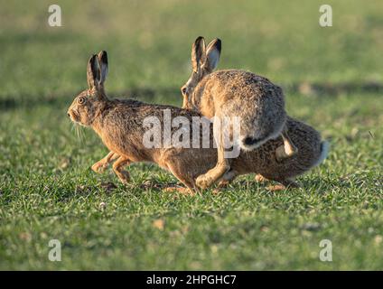 Three Brown Hares, with two male chasing , biting and bullying the female in a clumsy attempt to mate with her . Suffolk, UK Stock Photo