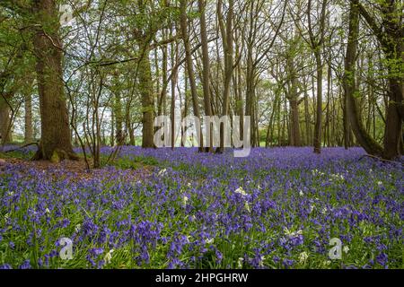 A carpet of native Blubells and Whitebells in ancient woodland amongst hazel coppice and beech trees. Suffolk, UK Stock Photo