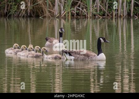 A family of Canada Geese with seven fluffy Goslings swimming in fomation on a farm pond . Suffolk, UK Stock Photo