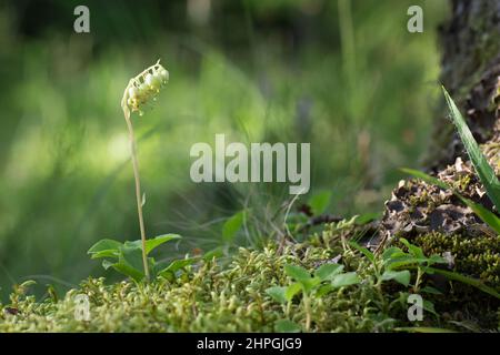 Sidebells wintergreen (Orthilia secunda) Stock Photo