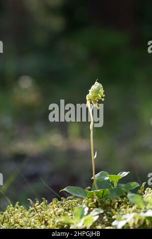 Sidebells wintergreen (Orthilia secunda) Stock Photo