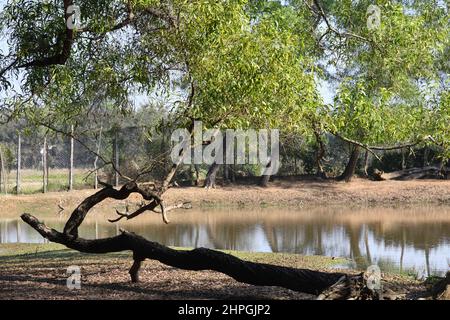 Ballavpur Wildlife Sanctuary. Bolpur, Birbhum, West Bengal, India. Stock Photo