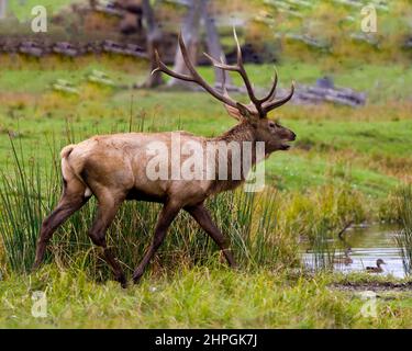 Elk male walking by water with ducks and displaying large antlers and brown colour fur coat in its environment and habitat surrounding. Wapiti. Stock Photo