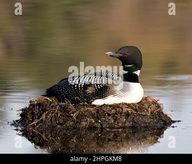 Common Loon nesting and protecting brood eggs  in its environment and habitat with a blur water background. Loon Nest Image. Loon Brood Eggs. Stock Photo