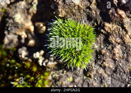 Moss, Moos, Bryophyte, moha, Hungary, Magyarország, Europe Stock Photo