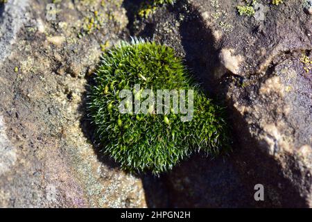 Moss, Moos, Bryophyte, moha, Hungary, Magyarország, Europe Stock Photo