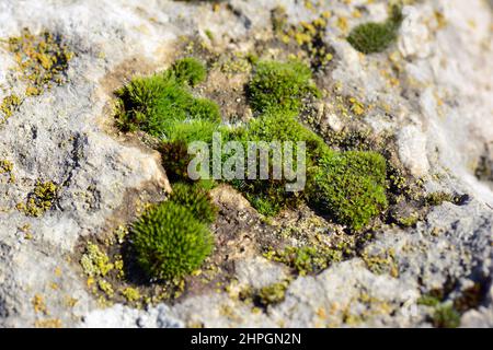 Moss, Moos, Bryophyte, moha, Hungary, Magyarország, Europe Stock Photo