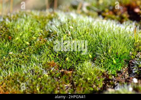 Moss, Moos, Bryophyte, moha, Hungary, Magyarország, Europe Stock Photo