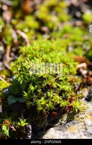 Moss, Moos, Bryophyte, moha, Hungary, Magyarország, Europe Stock Photo