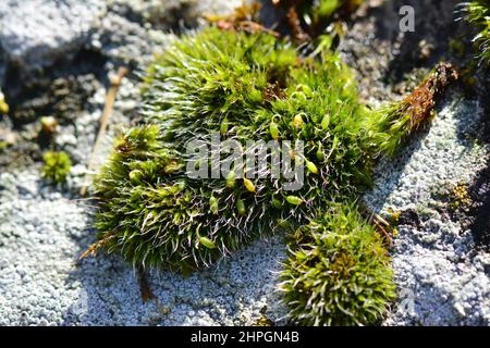 Moss, Moos, Bryophyte, moha, Hungary, Magyarország, Europe Stock Photo