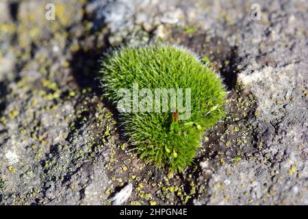 Moss, Moos, Bryophyte, moha, Hungary, Magyarország, Europe Stock Photo