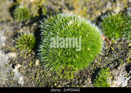 Moss, Moos, Bryophyte, moha, Hungary, Magyarország, Europe Stock Photo