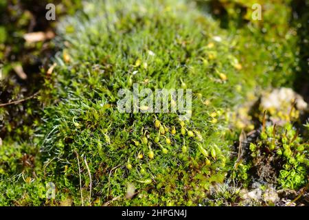 Moss, Moos, Bryophyte, moha, Hungary, Magyarország, Europe Stock Photo