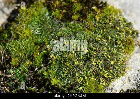 Moss, Moos, Bryophyte, moha, Hungary, Magyarország, Europe Stock Photo