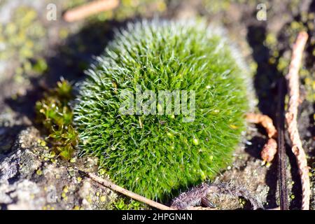 Moss, Moos, Bryophyte, moha, Hungary, Magyarország, Europe Stock Photo