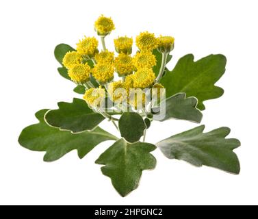 gold and silver chrysanthemum isolated on white Stock Photo