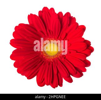 Red Gerbera flower  isolated on white background Stock Photo